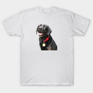 Labrador T-Shirt